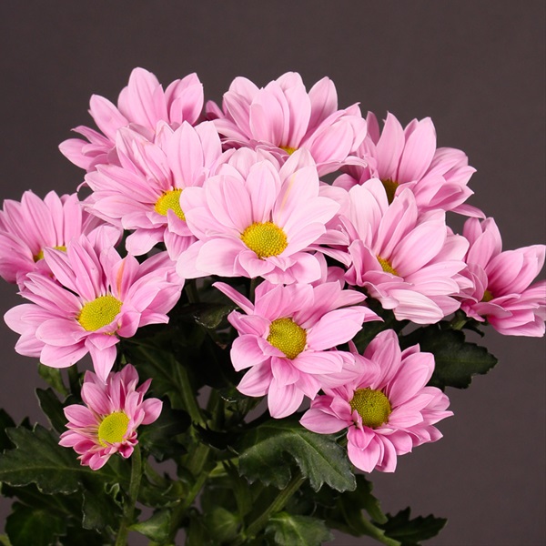 Spray Pom Grand Pink Daisy Spray (Pompoms) Chrysanthemum Flowers